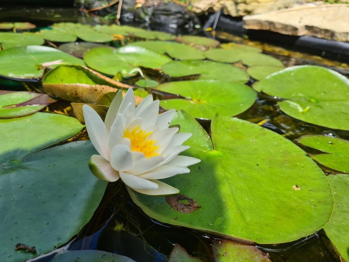 Le Tonneau Insolite Du Souffle Du Saule Buhl-Lorraine Eksteriør billede